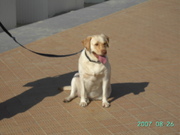 honden foto van de wagter jean-paul