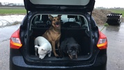 honden foto van Poppy, Mila & Bibi