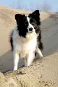 Honden Page profiel van thatstheone