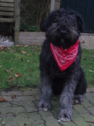 honden foto van Marleen