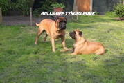 honden foto van yvonne (bulls off tysons home)