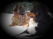 honden foto van Bri-Jos home