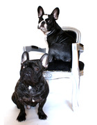 honden foto van Marjolein