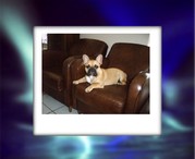 honden foto van Dirk