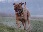 honden foto van hiezke