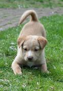 honden foto van Gea