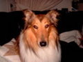 honden foto van carola