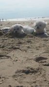 honden foto van sigrid