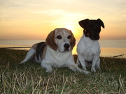 honden foto van charlotte zwiggelaar