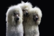 Honden Page profiel van PinQerton Poedels