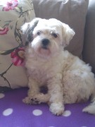 honden foto van Eveliene 