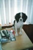 Honden Forum: Hoe krijg ik mijn hond zindelijk ?