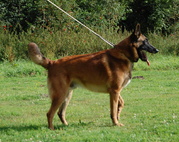 honden foto van Stijn Van Hamme 