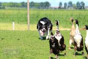 honden foto van Muis