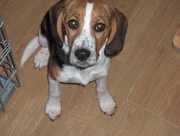 honden foto honden foto van brenda