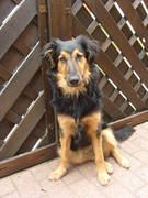honden foto honden foto van natalie