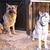 honden foto van Martine Discart