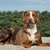 honden foto van Catahoula