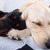 honden foto van •• Ellun en Luca&Noa  ••