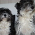 honden foto van Nisa,Sasha en Tommie