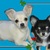 honden foto van TheaR & Ginny † & Diego & Shady