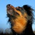 honden foto van Petra, Lily Jane † & Jip