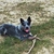 honden foto van fabienne