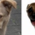 honden foto van Lea ,  Estrella ( † ) en de 6 caafjes.
