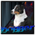 honden foto van Dobber!!!