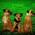 honden foto van corrie koopman