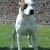 honden foto van Zinno
