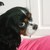 honden foto van Vera & Lilly