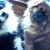 honden foto van Kathy+Layka+Snoepy