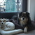 honden foto van Taiko & Kiya Thalassa