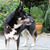 honden foto van harry
