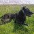 honden foto van sandra