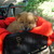 honden foto van silvania