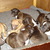 honden foto van Bergh