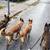 honden foto van ~Andor~ & ~Kayla~