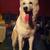 honden foto van Patrick  Macho & Chokey