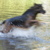 honden foto van mischa, esha & fitzie