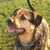 honden foto van Claudia & de Rottherder Spike