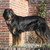 honden foto van Mack