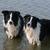 honden foto van Susanne, Billie Jean & Reilly