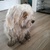 honden foto van Bruce Boxer