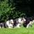honden foto van peggy