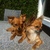honden foto van karin ,Gucci en Imani