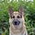 honden foto van kim & mo