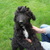 honden foto van Lydia en Floris