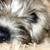 honden foto van wouter